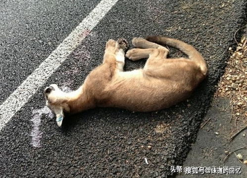 加州美洲狮撞死一猎人，死亡原因引发车主热议：野生动物如何保护生态系统，却仍频繁引起交通事故?