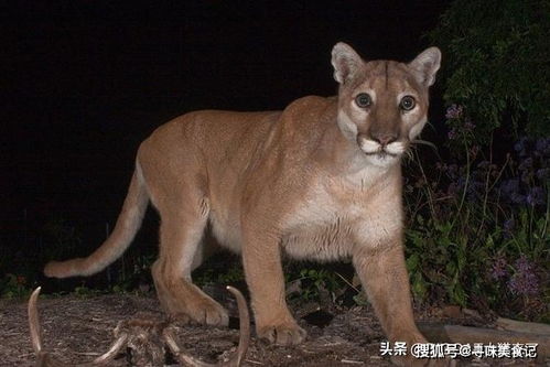 加州美洲狮撞死一猎人，死亡原因引发车主热议：野生动物如何保护生态系统，却仍频繁引起交通事故?