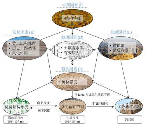 中国科学院解析：揭秘猴面包树的演化历程