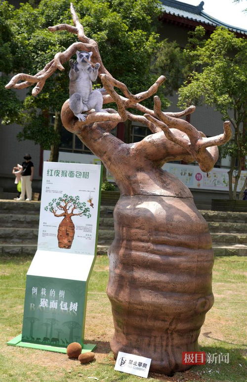 武汉植物园探索大胖子与矮个子猴面包树的魅力！