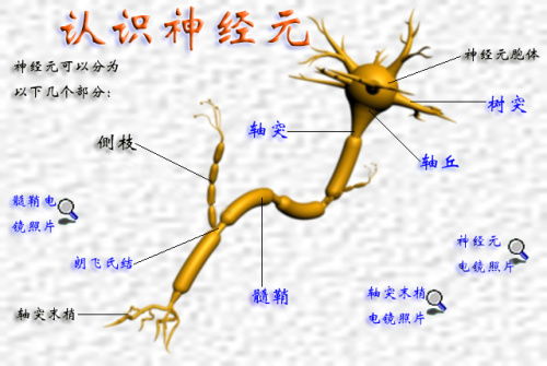 探索大脑中的神经元：掌握意识科学的最新研究进展