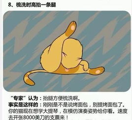 窥探：一周内各类‘猫咪’行为的背后，揭示加油站的秘密