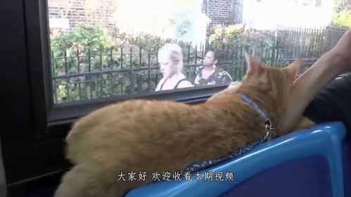 窥探：一周内各类‘猫咪’行为的背后，揭示加油站的秘密