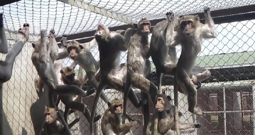 美国打算建设大规模的医药用猴繁育基地，为什么野生猴子无法用于实验?