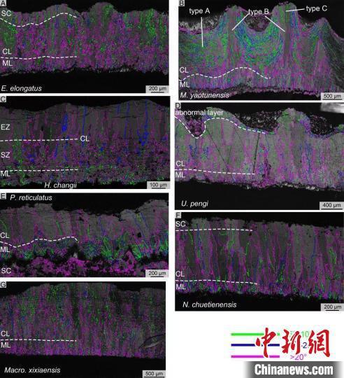 更新：详析中国长形蛋类的分类方法及最新的显微结构研究