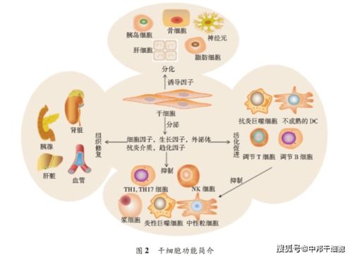 干细胞疗法再引发广泛关注：人类糖尿病的未来还远吗？