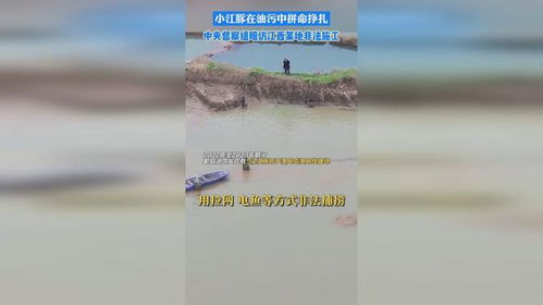 中央督察组调查报告：小江豚陷入油污困境，相关部门为何视而不见？