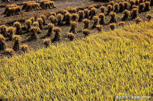 格芯中国区换帅：将面临哪些挑战与机遇?