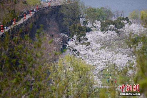 南京的美景：孙毅与孩子一起探索山水城林中的快乐