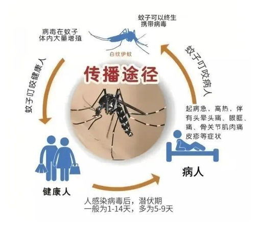 广东发布最新「蚊子地图」，广州的18个镇街伊蚊密度高，你需要知道哪些地方需要警惕