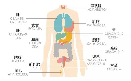 肺癌肿瘤标志物中的异常升高：哪些情况可能表明病情恶化？