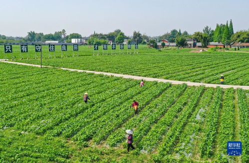 各地农业时节，坚决抓住农时，确保粮食丰产