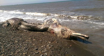 文昌海边：新发现不明生物尸体 难辨其身份已进行无害化处理