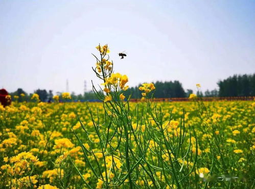 梦见油菜花的含义解析：预示着什么呢？