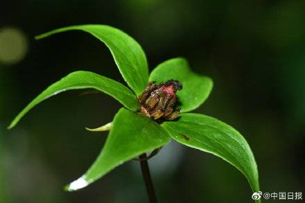 云南全力呵护小果榆种子采集：云南首次全面守护野生濒危植物，保护珍稀物种——云南的小果榆项目正在进行中