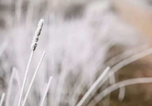 黑龙江小满雪纷飞：理解‘小满寒’与‘五月寒’的科学知识