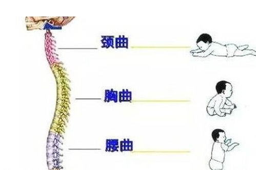 呵护脊柱健康：四要素助力预防和治疗脊柱侧弯与高低肩问题