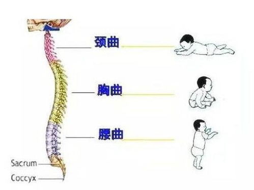 呵护脊柱健康：四要素助力预防和治疗脊柱侧弯与高低肩问题