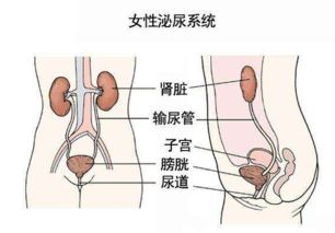 预防尿路感染：警惕尿液变红的警示信号

珍视健康，及时排查：防止尿液颜色异常的保护措施

尿液变红为何不妙？尿中见血的预警信号你需要知道

守护肾脏健康：看护好你的泌尿系统健康