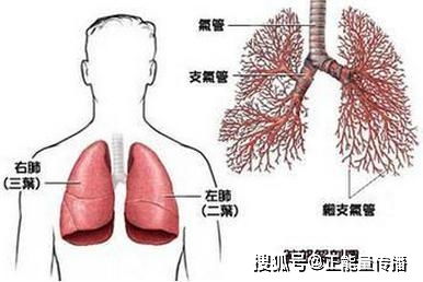 惊人！肺癌恐悄然而至，右臂疼痛竟然是“癌”……

肺癌与右臂疼痛：一次罕见的癌前警告信号？