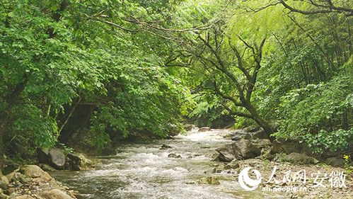 安徽九龙峰新纪录：数千种野生植物首次被发现，集中展示安徽生态保护成果