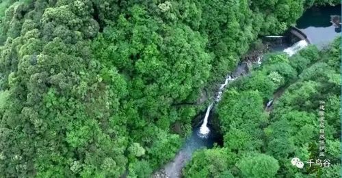 安徽九龙峰新纪录：数千种野生植物首次被发现，集中展示安徽生态保护成果