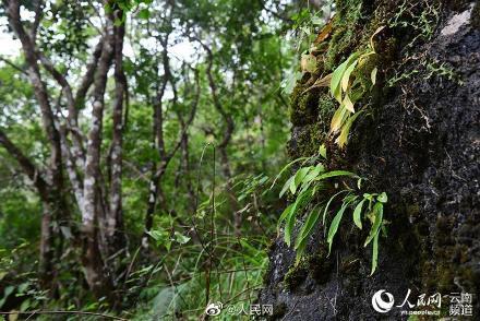 安徽九龙峰新纪录：数千种野生植物首次被发现，集中展示安徽生态保护成果