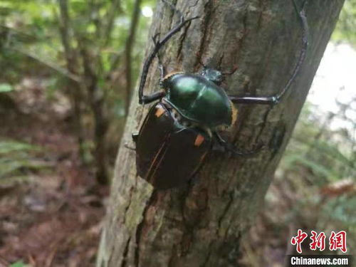 三峡坝区成功收容新物种：发现国家二级保护动物阳彩臂金龟