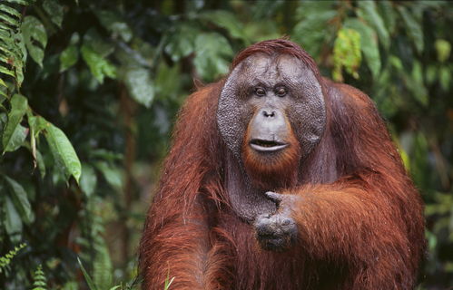 生物多样性丧失：对人类健康带来的严峻挑战