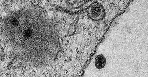 中国科学家揭示出‘读懂’花椰菜基因密码的神秘面纱