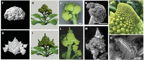 中国科学家揭示出‘读懂’花椰菜基因密码的神秘面纱