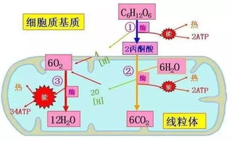 斯坦福大学揭示情绪好坏与人体老化关系：如何控制负面情绪可延缓衰老过程