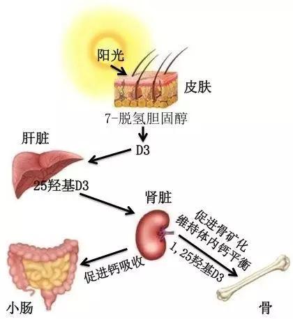 晒太阳吃多不会胖：最新研究揭示真实效果?