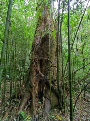 漾濞槭：新生的极小种群物种，逆袭之路的艰辛历程