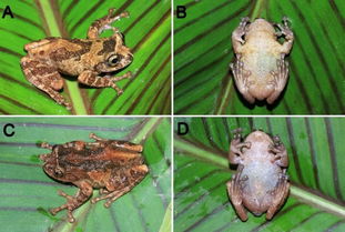 1. 新版生物物种名录发布：全新爬行纲与两栖纲物种数量各增30、27
2. 爬行纲与两栖纲新增物种数量：海量生物学更新，新版生物物种名录发布！
3. 新版生物物种名录发布：新发现的爬行纲和两栖纲物种数量分别增加30和27！