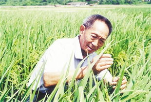 袁隆平的田间生活：白天捕鸟，夜晚守鼠