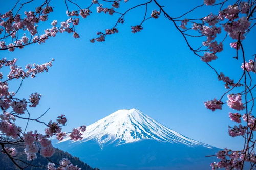 日本小镇借黑纱围栏遮挡，换上神秘的“伪装” - 为何富士山会变成这个样子？