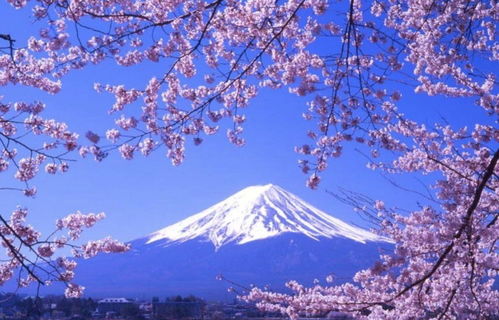 日本小镇借黑纱围栏遮挡，换上神秘的“伪装” - 为何富士山会变成这个样子？