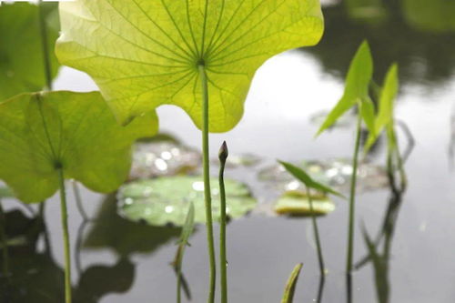 第一波西湖荷花宝宝盛装报到：天气上演疯狂反转

这个标题简洁明了地传达了主题，同时也强调了事件的紧迫性和重要性。使用了拟人化手法来描绘天气的变化，使得读者能够更好地理解新闻的意义和影响。