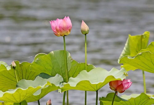 第一波西湖荷花宝宝盛装报到：天气上演疯狂反转

这个标题简洁明了地传达了主题，同时也强调了事件的紧迫性和重要性。使用了拟人化手法来描绘天气的变化，使得读者能够更好地理解新闻的意义和影响。