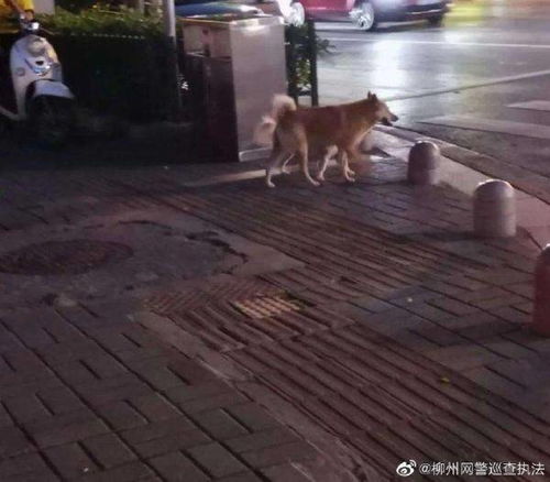 保姆遛狗遭遇陌生人宠物狗，法院判决雇主和宠物狗饲养人需共同承担赔偿责任