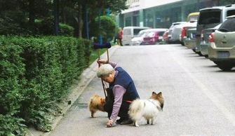 保姆遛狗遭遇陌生人宠物狗，法院判决雇主和宠物狗饲养人需共同承担赔偿责任