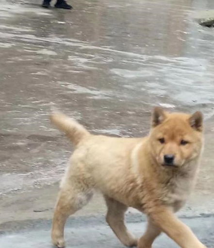 保姆遛狗遭遇陌生人宠物狗，法院判决雇主和宠物狗饲养人需共同承担赔偿责任