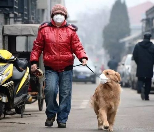 保姆遛狗遭遇陌生人宠物狗，法院判决雇主和宠物狗饲养人需共同承担赔偿责任