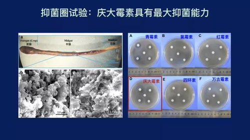 梦见软体虫子的解读：预示未来的发展趋势与挑战