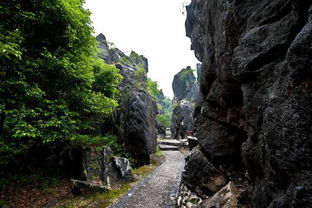 广西岩溶地区连发数十种植物新种，揭示地质奇观与生物多样性之谜