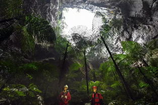 广西岩溶地区连发数十种植物新种，揭示地质奇观与生物多样性之谜