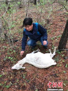 吉林珲春东北豹罕见入村民家咬死狗后被麻醉带走: 吉林省政府已介入调查