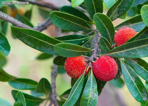 夏季流汗多，吃这3种高钾蔬菜助你清凉解暑，精力充沛度过炎热的夏日！