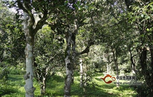 中国古茶树资源总量已超5600万株：探索茶叶文化的深层宝藏